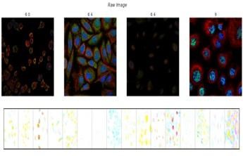 A close-up of several images
Description automatically generated