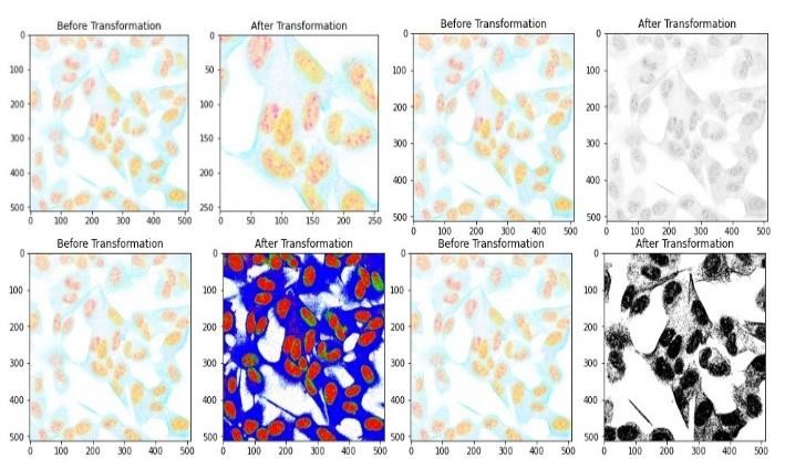 A collage of images of different types of cells
Description automatically generated